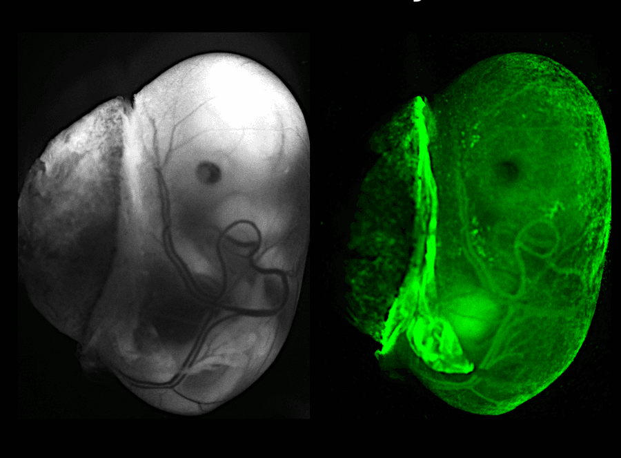 Mouse embryo with yolk sac and placenta, Parchem Lab
