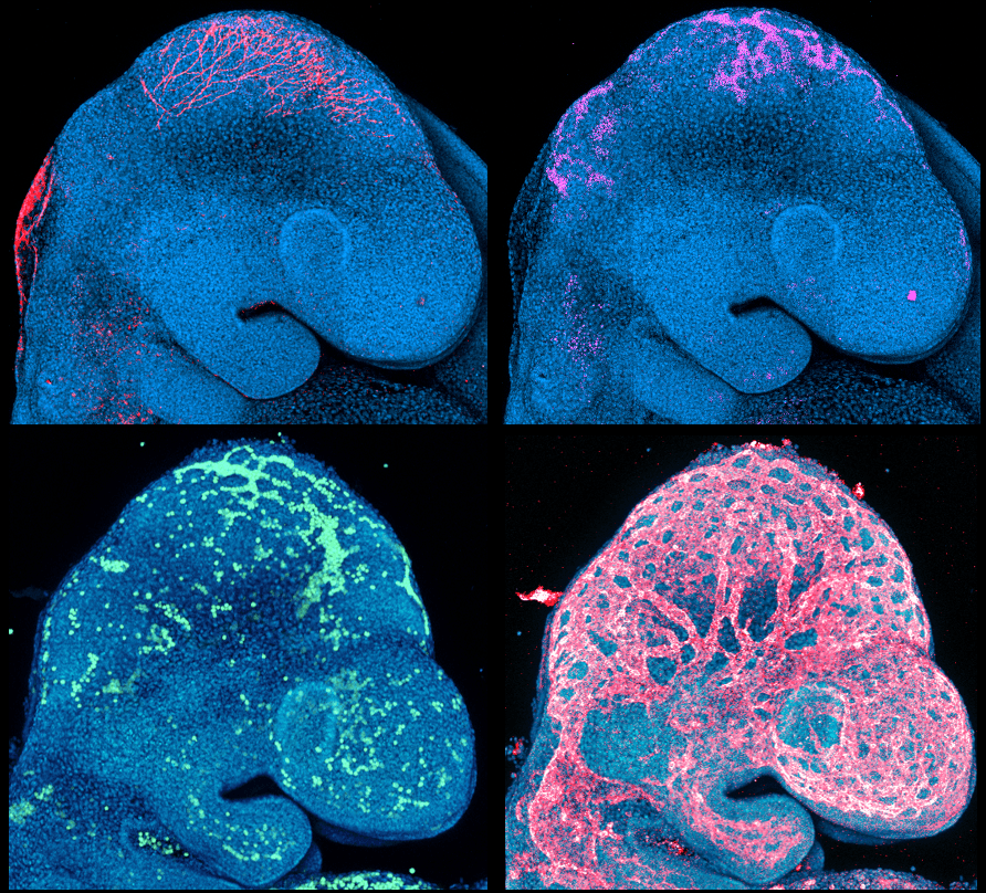 Mouse embryo, fluorescence microscopy, Parchem Lab