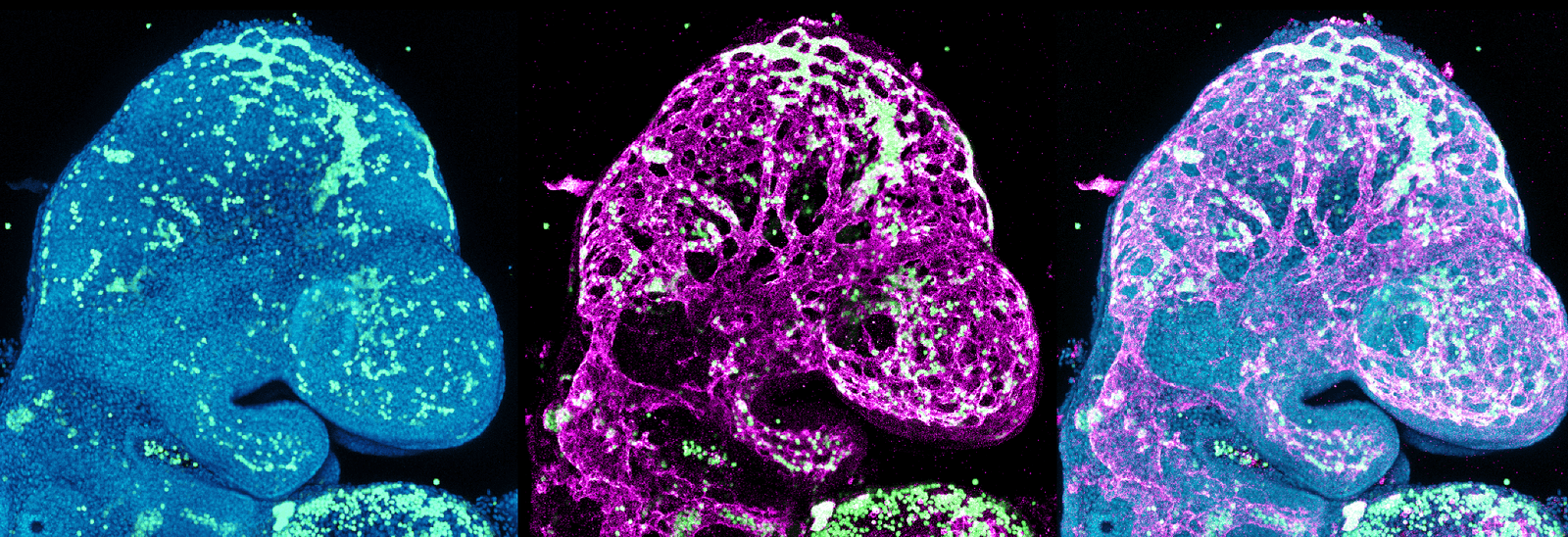 Mouse embryo across fluorescence channels, Parchem Lab